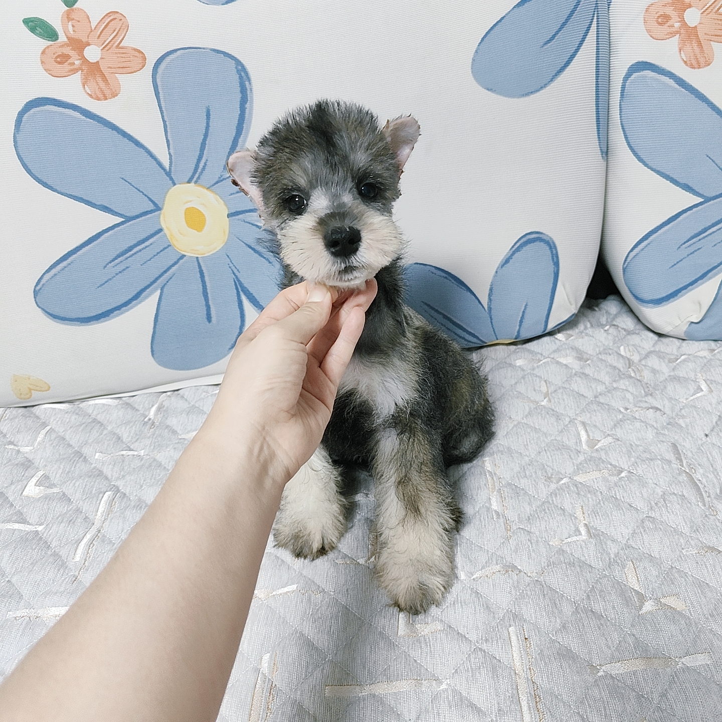 雪纳瑞